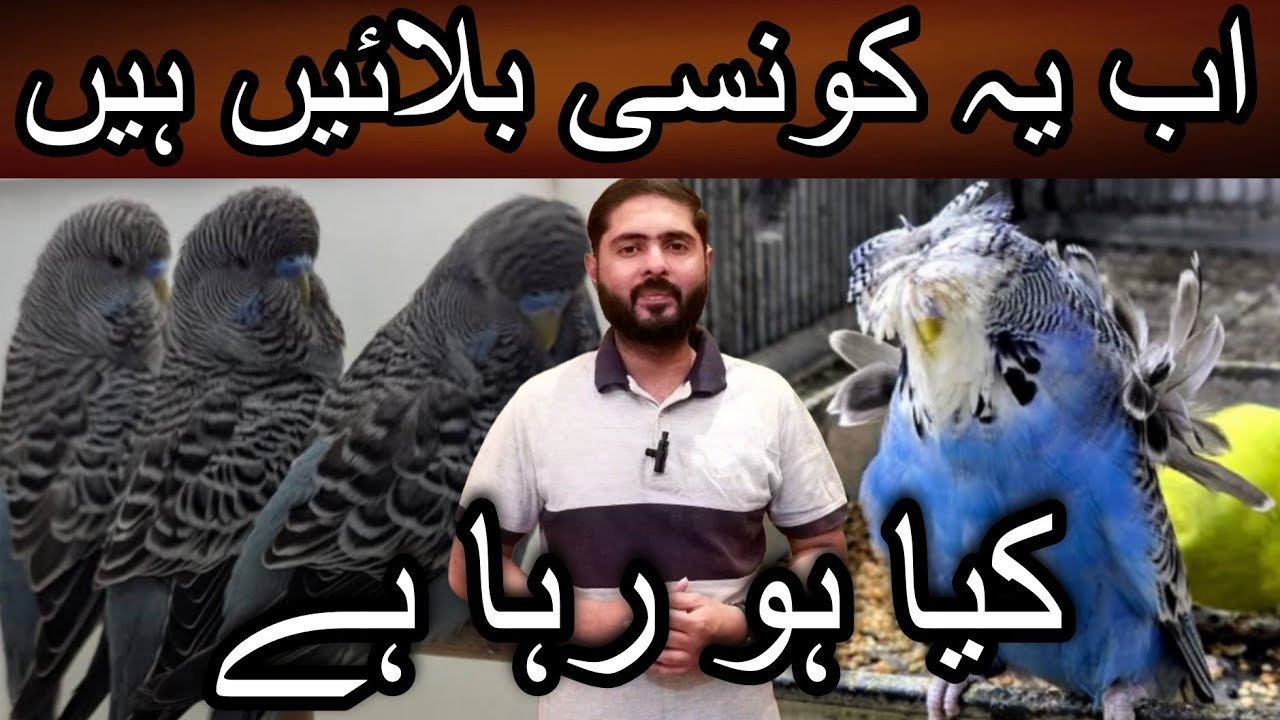 Ane wale waqt men kia hone jaraha hai |Cheap price birds | Hogoromo | Black face | Exihibition