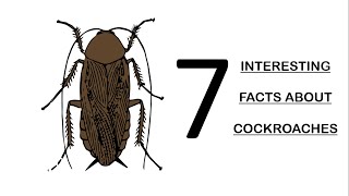 7 interesting facts about cockroaches you didn't know.