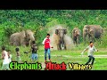 Elephant attack  natures womb and grace