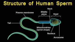 Structure of Human Sperm I Structure of Sperm cell I Structure and function of Sperm I
