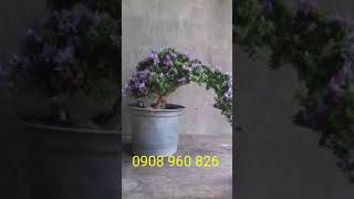 Cây Linh Sam Siêu Bông