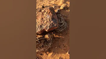 فروخ قطاء معاعي 