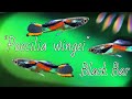 Endler S Livebearer BLACK BAR ENDLERS Class N Endler S Livebearer BLACK BAR ENDLERS Class N