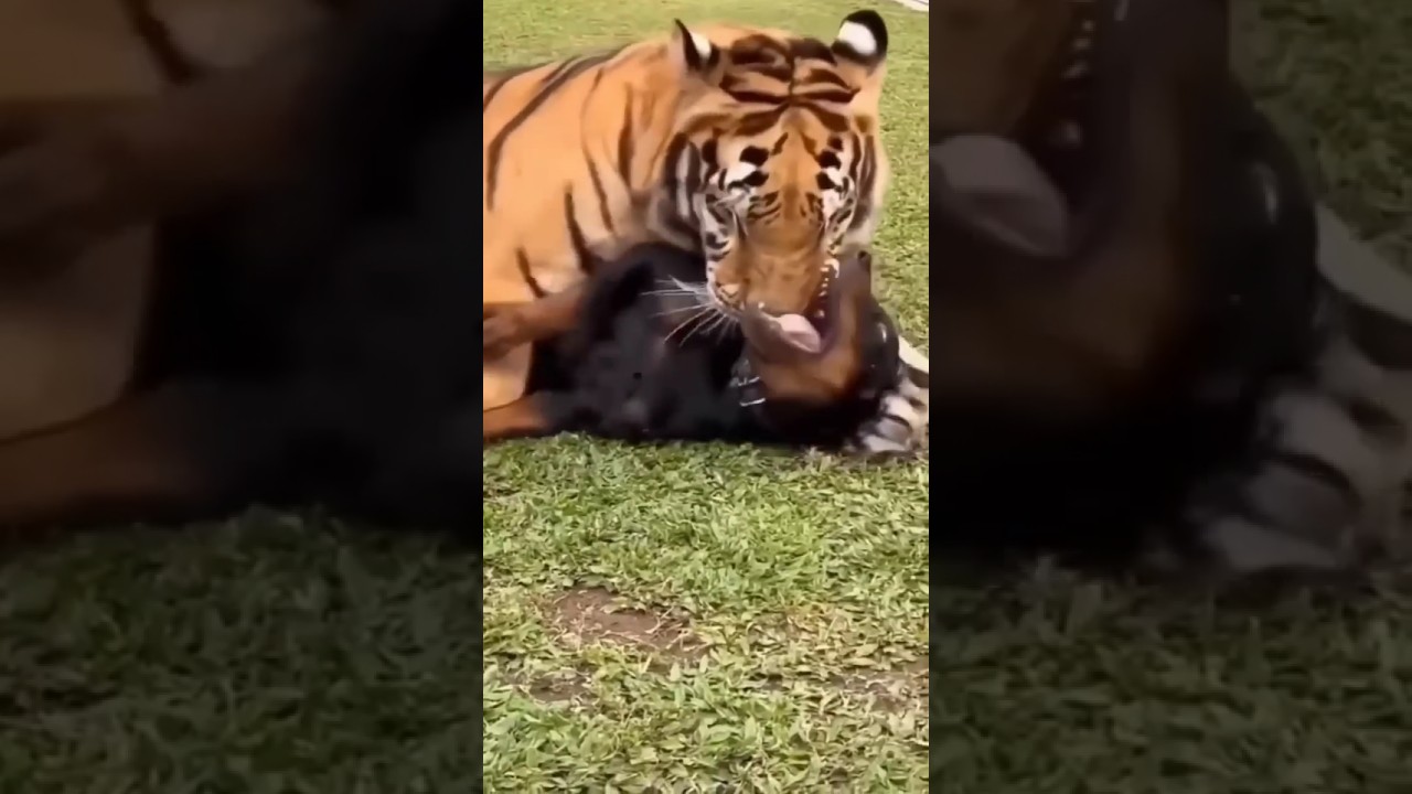 Pitbull 🆚 Rottweiler OMG/TIGER🐅#shorts #dog #pitbull #rottweiler#doberman#animal#tiger#americanbully