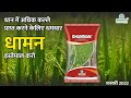 देखिये धान मे धामन का धमाका