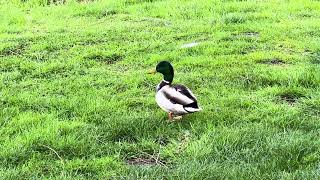 Duck in the Grass