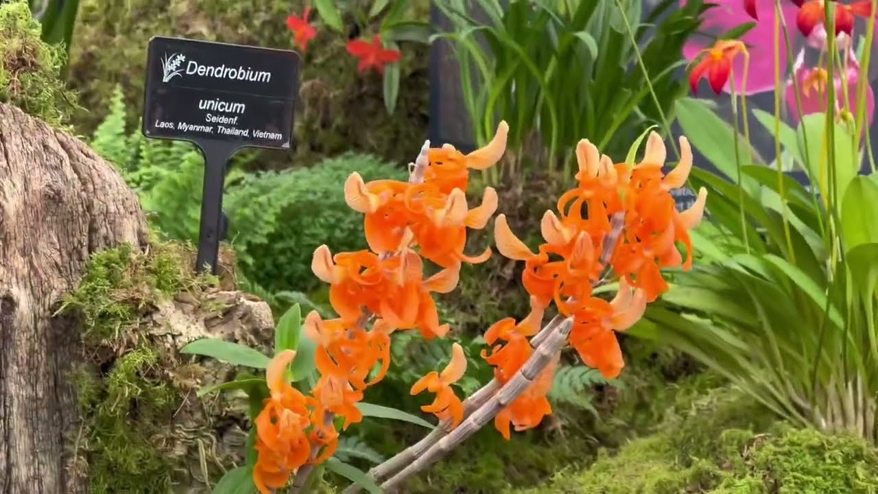 ORCHIDS at RHS Chelsea #FlowerShow l ORCHID Society of GB #orchidshow #osgb #orquideas @The_RHS