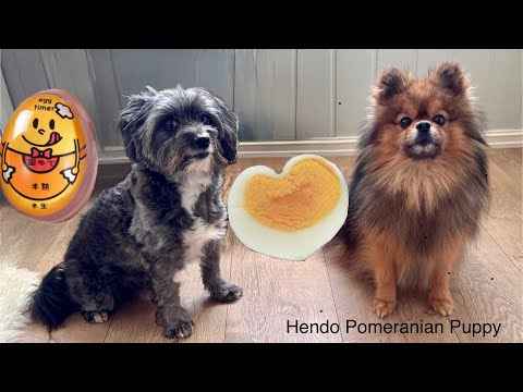 Fluffy dogs suddenly not ? @Hendopomeranianpuppy