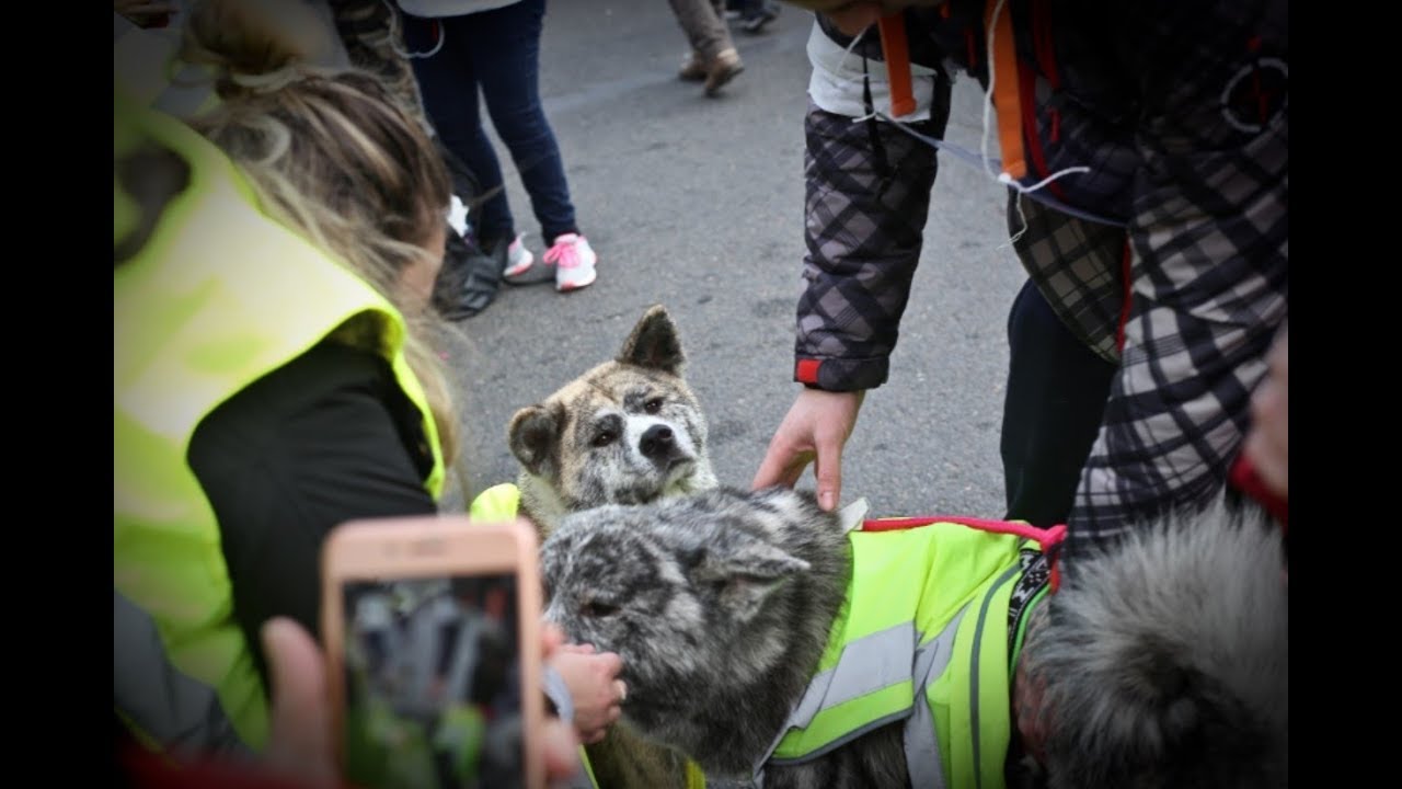 Acte 10 à Paris Le 15 Km Des Gilets Jaunes