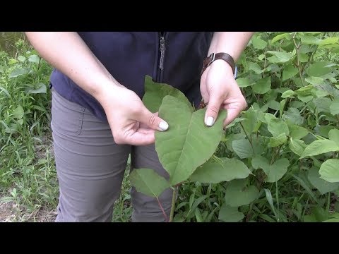 How to Identify Japanese Knotweed - YouTube