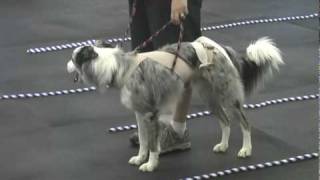 TTouch in the Canine Classroom: Balanced Movement Dexter