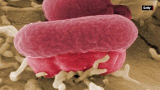 The dangers of E. coli