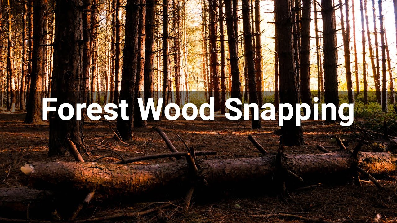 Forest Wood Snapping • Impacts • Sounds Effects (No Copyright Sounds