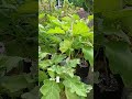 Selamat Hari Lingkungan Hidup Sedunia #harilingkunganhidup#fyp #garden #berkebun