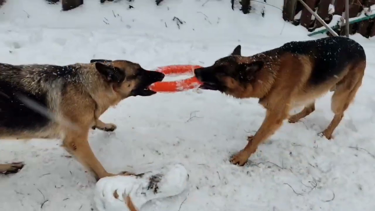 БЕРТА ПОМОГАЕТ. ПРОГОНЯЮ. ОБЗОР МАГАЗИНА " ПОСУДА ЦЕНТР"