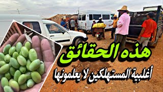 موسم الزيتون بالعطاوية | كثرو فيه مطففين  |هاد الكلام اغلبية المستهلكين معارفينوش