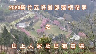 2020新竹五峰鄉部落櫻花季之山上人家與巴棍農場
