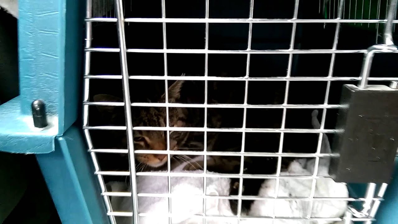 Very feral cat rescued after being hit by a car - YouTube