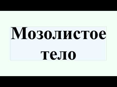 Мозолистое тело