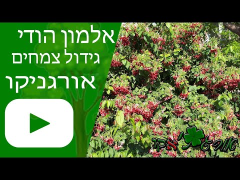 וִידֵאוֹ: אלמון שחור: תיאור ותמונה. אלדר שחור ואפור