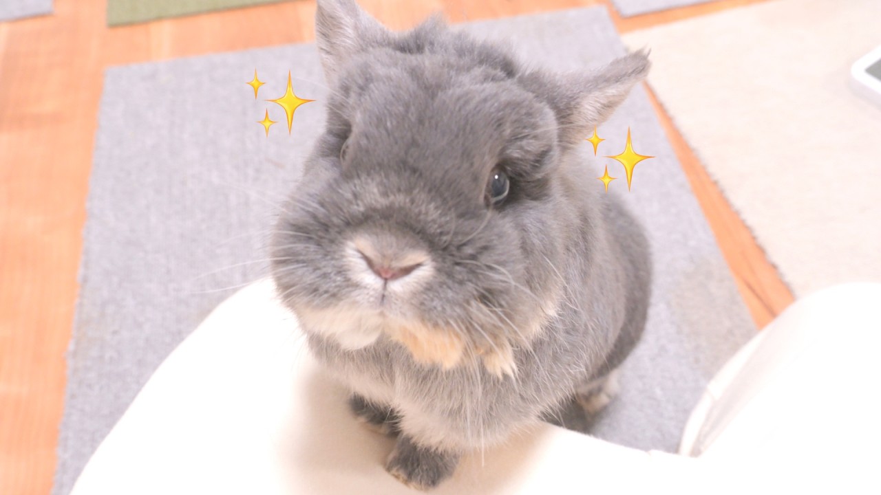 A begging expert rabbit gave up on her hopeless owner 【No.1988