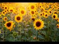 Sunflower tranquility music  positive energy meditation 1 hour
