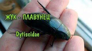 ПЛАВУНЕЦ. Dytiscidae