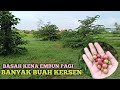 BERBURU BUAH CHERRY KAMPUNG / KERSEN DITEMANI EMBUN PAGI