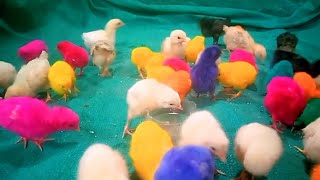 How to Build Chicks home Genius Techniques | Rafy ki zid pr Colorful Chicks Liye