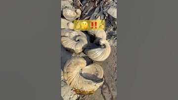 SPOT THE FOSSILS ! 🦪🪨🤔#fossil#oyster#fossilprep