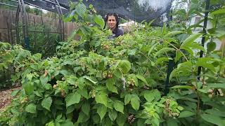 Mid summer garden tour | Zone 7b