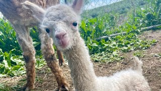 Welcome Baby Alpaca Spirit by Big Horn Mountain Alpacas 1,293 views 1 year ago 12 minutes, 37 seconds