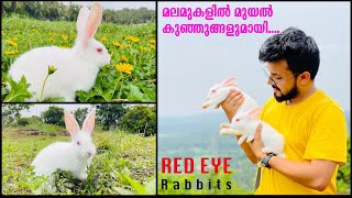 Cute &amp; Funny Red Eye Rabbits I Rabbits Cage I മലമുകളിൽ മുയൽ കുഞ്ഞുങ്ങളുമായി I Bunny videos I