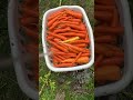 Washing #carrot #farming #livingsoil #organic #natural #foodsovereignty #farmlife #food #alaska