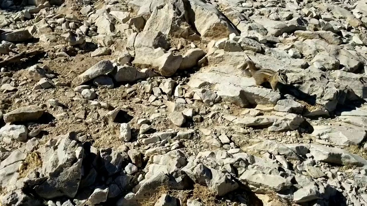 Palmer's chipmunk - YouTube