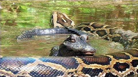 Pythons at Alligator Pond 07 - Dangerous Animals in Florida