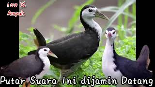 Suara pikat burung wak wak gacor siang dan malam