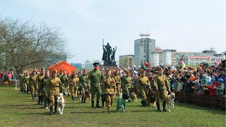 Применение собак в годы войны, 9 мая 2017 Пермь, ЦС ПК и ФСПС Применение собак в годы войны, 9 мая 2017 Пермь, ЦС ПК и ФСПС