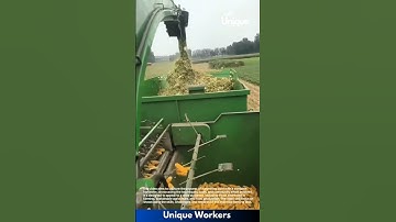 Corn harvesting for beginners: a simple guide to corn harvesting