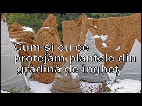 Video: Cum Să Vă Protejați Copilul De Plantele Otrăvitoare De Grădină