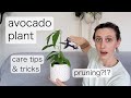 AVOCADO PLANT CARE | Prune with me... pretty please... it's scary