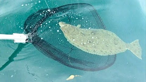 Hunting Halibut: Santa Monica Bay