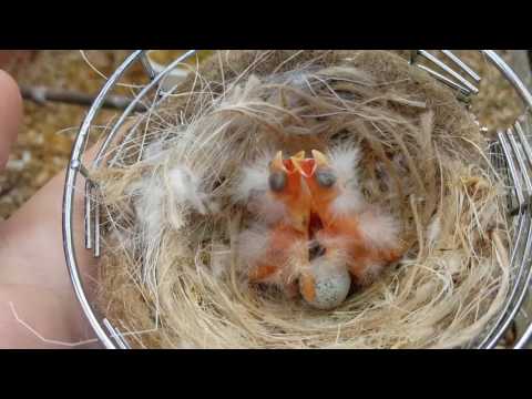 Canary breeding season