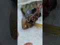 Found hook in dead fish #fishing #outdoors #louisiana #alligatorgar #perch #freshwaterfish #garfish