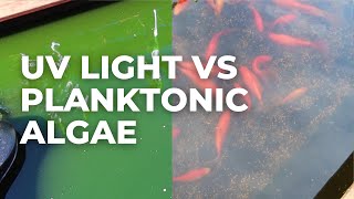 Removing Planktonic Algae From A Pond With Uv Light