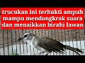 kicau suara burung trucukan jantan ngebrem ngekek garuda ini ampuh menaikkan birahi trucukan bahan