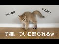子猫の大暴走に温厚な先輩猫がついにキレました