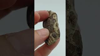 Coelomma taunicum   Cangrejo fosil