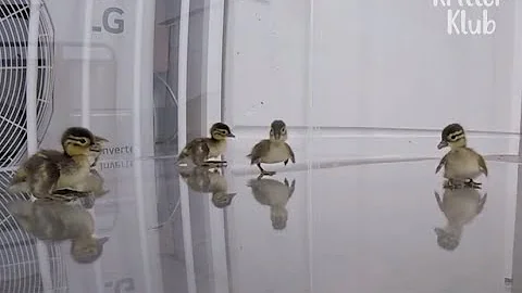 Baby Mandarin Ducks Ready To Jump From The 20th Floor Of An Apt To Migrate | Kritter Klub - DayDayNews