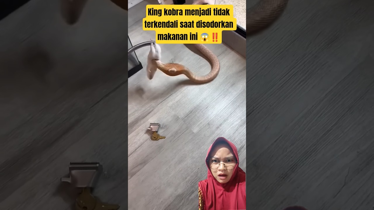 cobra cant handle and WANt to eat 